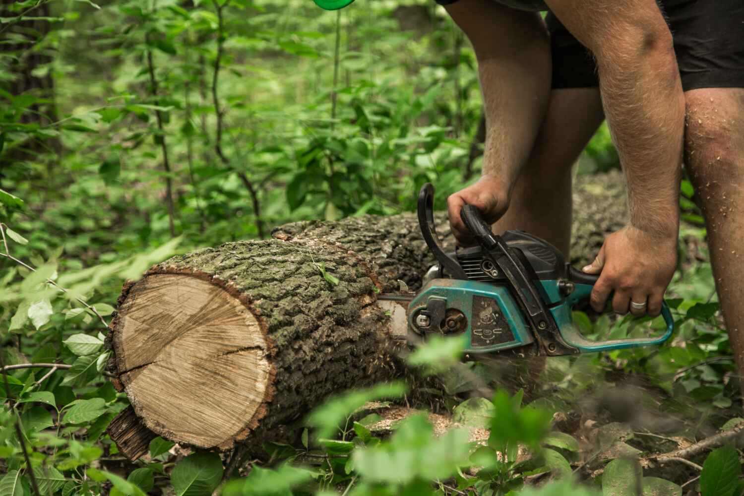 Best Tree Stump Removal  in Haiku Pauwela, HI